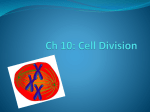 Ch 10 mitosis - Helena Public School District