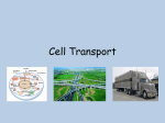 Cell Transport