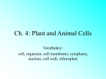 Ch. 4: Plant and Animal Cells