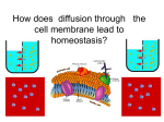 How does the process of diffusion and the structure of the cell