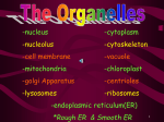 cell membrane