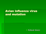 Avien Influenza Virus and Mutation