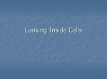 Looking Inside Cells