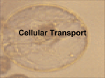 Cellular Transport