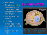 EUKARYOTES ppt