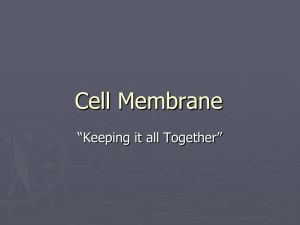 Cell Membrane - holyoke