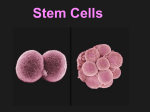 12- Stem Cells and Apoptosis new - Home