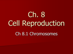chromosomes