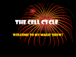 The Cell Cycle