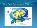 The Cell Cycle and Mitosis