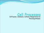 Cell Processes