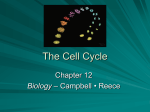 The Cell Cycle