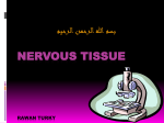 Nervous Tissue rawan turky