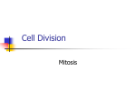 Cell Division Vocabulary