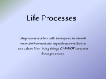 Life Processes