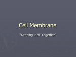 Cell Membrane - holyoke