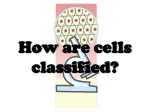 How are cells classified?