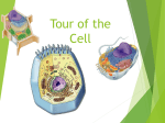 Tour of the Cell