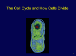 Chromosomes Chromosome