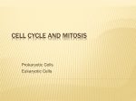 Mitosis3