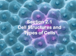 of the cell - MrMsciences