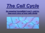 Cell Division