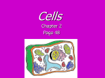 Cells