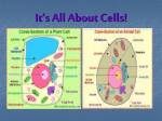 CELL