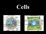 Cells