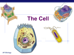 Cells functions