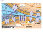 Chap 5 – Transport Across Membranes