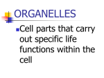 organelles - GEOCITIES.ws
