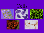 Cell Theory