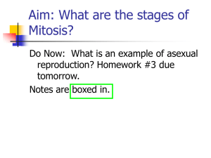 Mitosis - World of Teaching