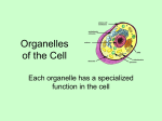 Organelles of the Cell