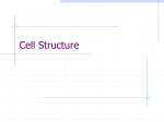 Prokaryote versus Eukaryotes Cell Structure