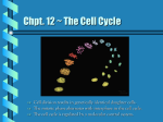 The Cell Cycle