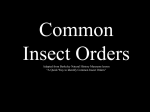 Evolution of Insects & Insect Orders