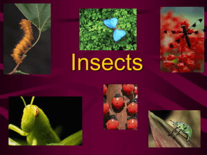 Insects Power Point notes