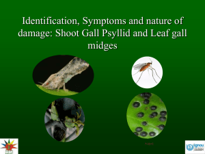 Mango gall midge