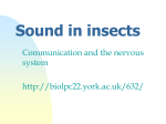 Sound in insects