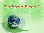 What Shapes an Ecosystem?