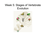 Chapter 5: Stages of Vertebrate Evolution