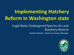 What risks do hatcheries pose?