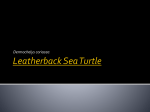 Leatherback Sea Turtle - Regional School District 17