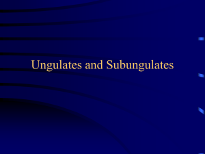 Ungulates and Subungulates - Southeast Missouri State