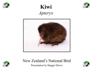 The Kiwi - Nga Manu Nature Reserve