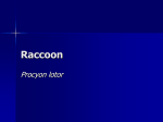 Raccoon