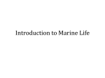 Introduction to Marine Life