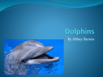Dolphins - Pardington11